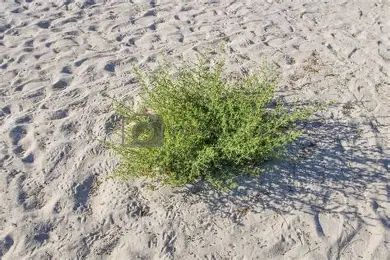 Sand with weeds